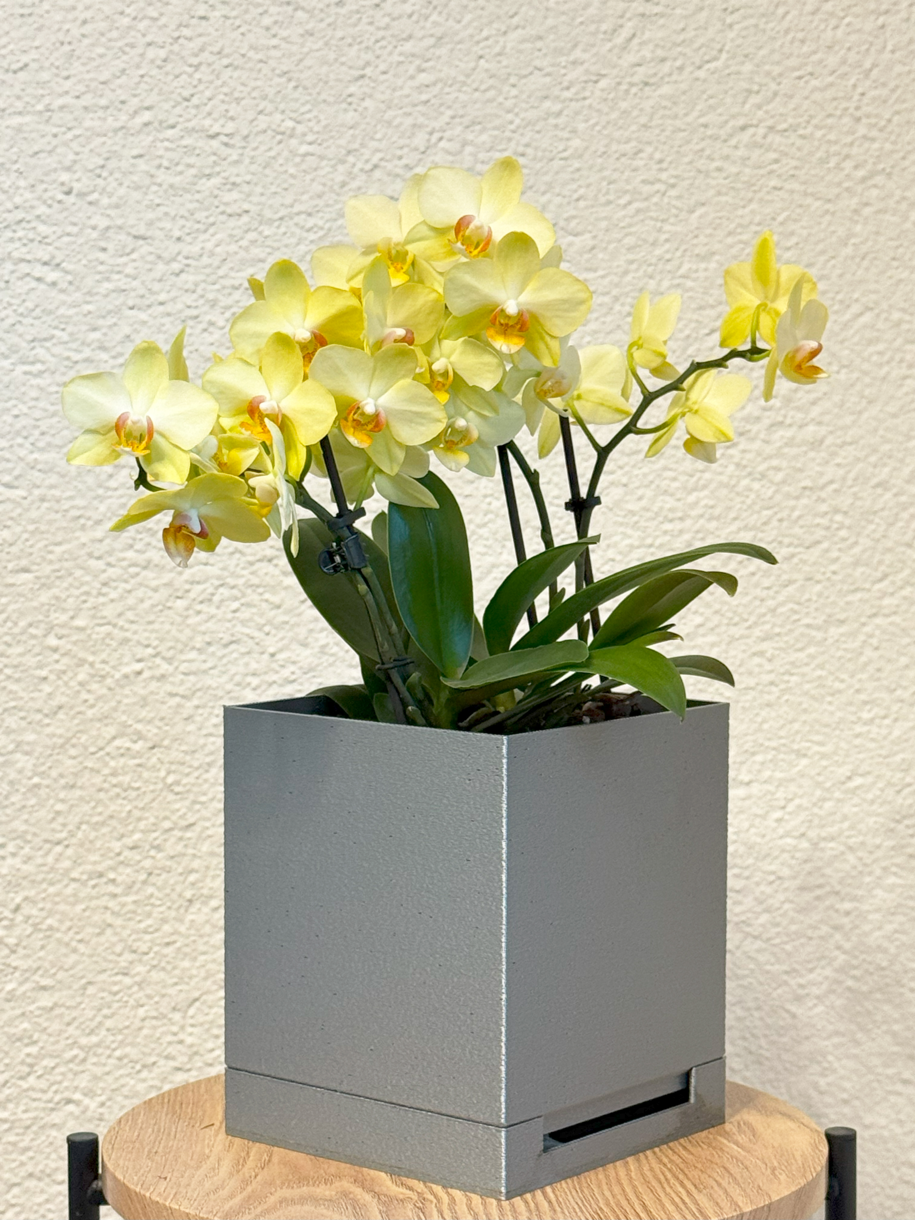 selbstbewässernder Pflanztopf für Orchideen selbstbewässernder Pflanztopf für Orchideen